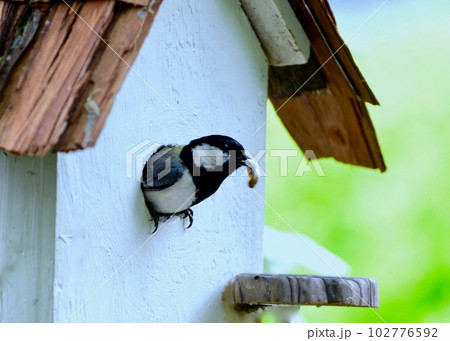 巣を清潔に保つために、ヒナの出した糞を外に捨てる。 102776592