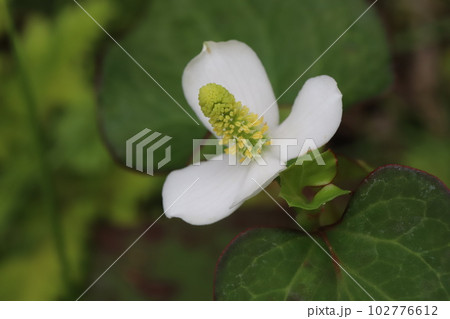 春の野原に咲く白いドクダミの花 春の野原に咲く白いドクダミの花 102776612