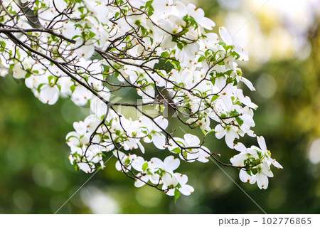 岩手大学農学部のリュウキュウバイカウツギの気高い白い花 岩手大学農学部のリュウキュウバイカウツギの気高い白い花 102776865