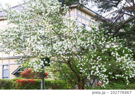 宮沢賢治が勉強した建物の近くの《修飾語の連続》岩手大学農学部のリュウキュウバイカウツギの気高い白い花 宮沢賢治が勉強した建物の近くの《修飾語の連続》岩手大学農学部のリュウキュウバイカウツギの気高い白い花 102776867