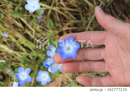 六弁のネモフィラの花 102777219