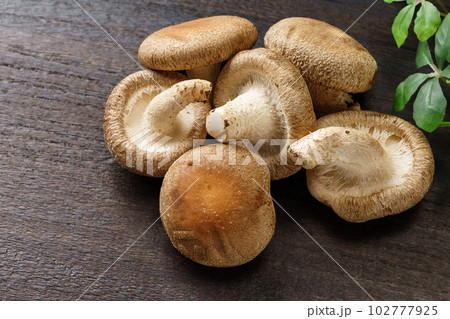 椎茸 102777925