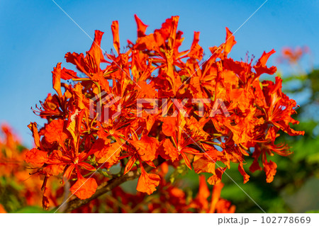 Red acacia. Red acacia. 102778669