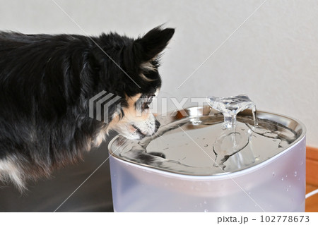 水を飲むチワワ　ペット用自動給水器　水飲み器　ウォーターサーバー　 102778673
