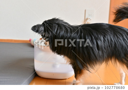 水を飲むチワワ　ペット用自動給水器　水飲み器　ウォーターサーバー　 102778680