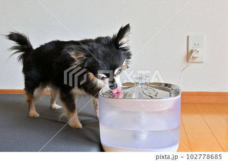 水を飲むチワワ　ペット用自動給水器　水飲み器　ウォーターサーバー　 102778685