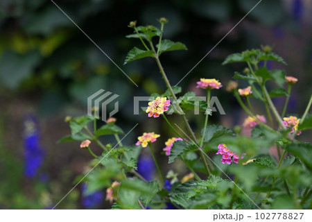 赤と黄色の花 102778827