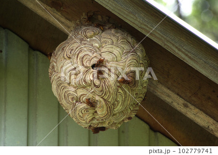 スズメバチの巣 スズメバチの巣 102779741