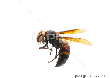 スズメバチ 102779742