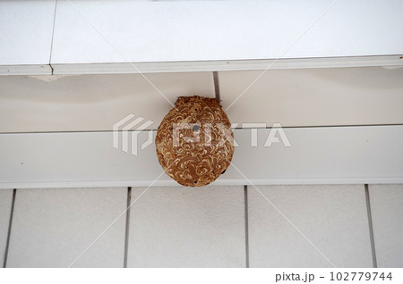 スズメバチの巣 102779744