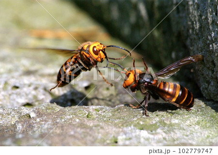 スズメバチ 102779747