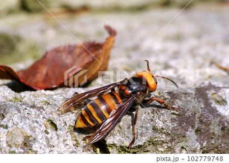 スズメバチ 102779748