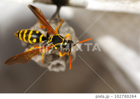 あしながバチと巣 102780264