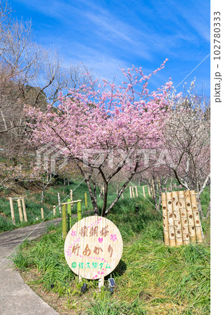 千葉県鋸南町　佐久間ダム湖親水公園の桜 102780333