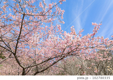 千葉県鋸南町 佐久間ダム湖親水公園の桜 千葉県鋸南町 佐久間ダム湖親水公園の桜 102780335