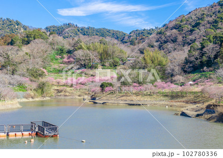 千葉県鋸南町　佐久間ダム湖親水公園の桜 102780336
