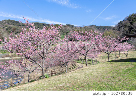 千葉県鋸南町 佐久間ダム湖親水公園の桜 千葉県鋸南町 佐久間ダム湖親水公園の桜 102780339