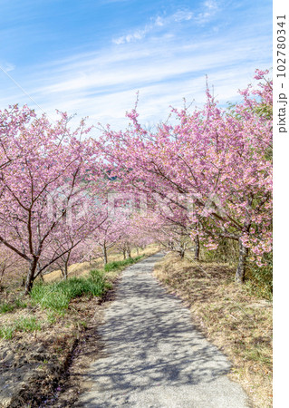 千葉県鋸南町 佐久間ダム湖親水公園の桜 千葉県鋸南町 佐久間ダム湖親水公園の桜 102780341