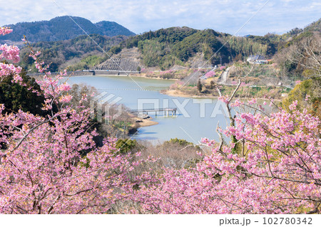 千葉県鋸南町　佐久間ダム湖親水公園の桜 102780342