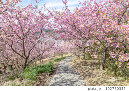 千葉県鋸南町 佐久間ダム湖親水公園の桜 千葉県鋸南町 佐久間ダム湖親水公園の桜 102780355