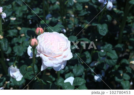 薔薇 クィーンズオブスェーデン 薔薇 クィーンズオブスェーデン 102780453