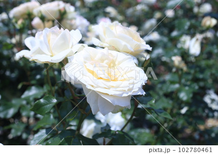 チャイコフスキー　バラ 102780461