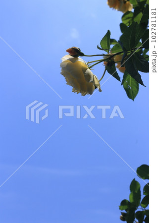 グラハム・トーマス バラ グラハム・トーマス バラ 102781181