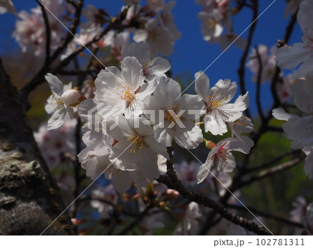 桜の花 桜の花 102781311