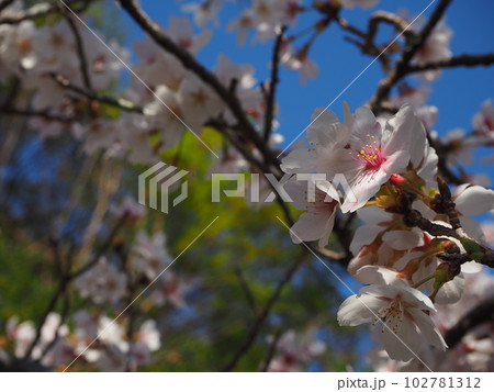 桜の花 102781312