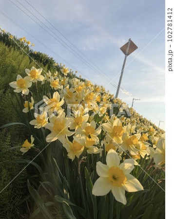 田舎道の水仙の花と道路標識 102781412