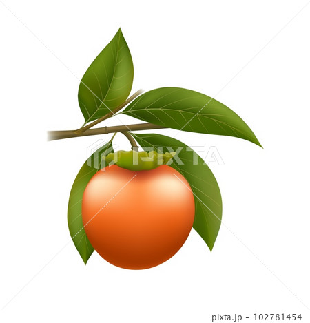 Ripe persimmon on branch 102781454