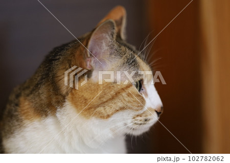 三毛猫の横顔の写真素材 [102782062] - PIXTA