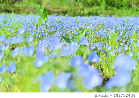 埼玉県鴻巣市 荒川沿いで咲く満開のネモフィラ 埼玉県鴻巣市 荒川沿いで咲く満開のネモフィラ 102782438