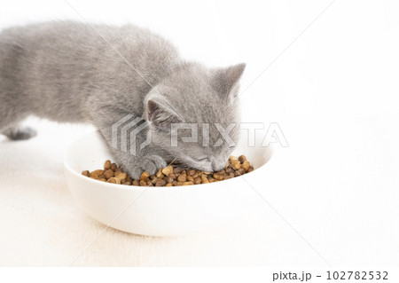 キャットフードを食べるシャルトリューの仔猫 キャットフードを食べるシャルトリューの仔猫 102782532