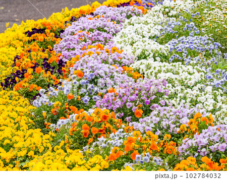春の美しい景色　カラフルな満開の花壇 102784032