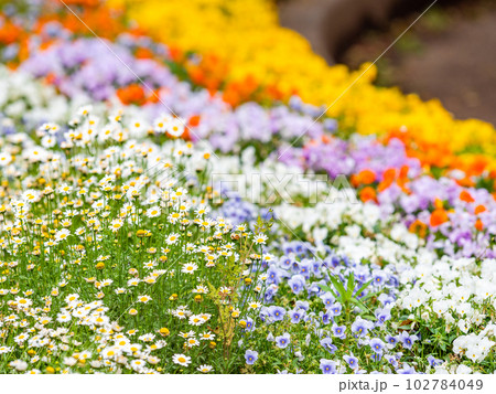 春の美しい景色　カラフルな満開の花壇 102784049