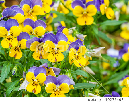 春の美しい景色 カラフルな満開の花壇 春の美しい景色 カラフルな満開の花壇 102784074