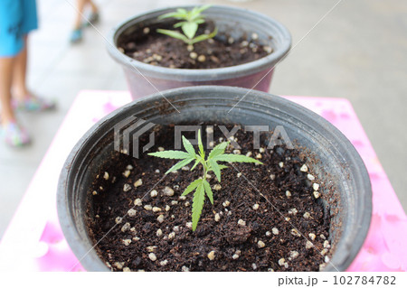 発芽して少し経った屋外の鉢植えの大麻（ベビーリーフ、若葉）。 102784782