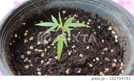 発芽して少し経った屋外の鉢植えの大麻（ベビーリーフ、若葉）。（拡大版） 102784783