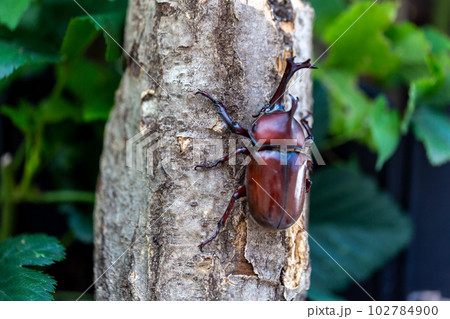 国産　カブトムシ 102784900