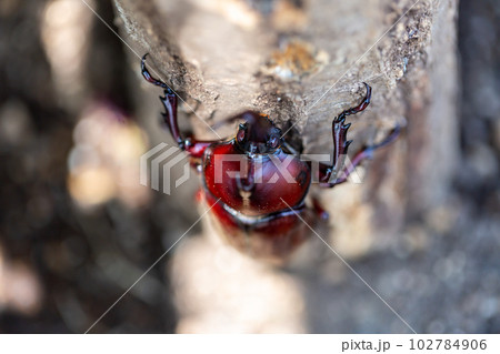 国産　カブトムシ 102784906