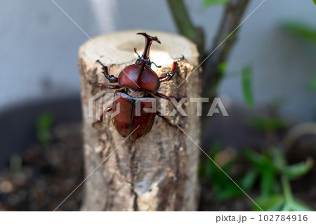 国産　カブトムシ 102784916