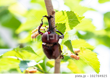 国産　カブトムシ 102784925