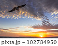 カモメと夕日 102784950