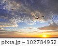 カモメと夕日 102784952