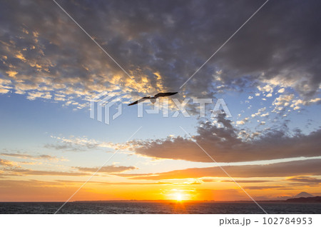 カモメと夕日 102784953