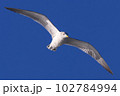 飛翔中のカモメ 102784994
