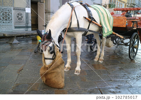 イタリアフィレンツェの馬車 102785017