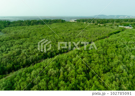 Green mangrove forest capture carbon dioxide. Net zero emissions. Mangroves capture CO2 from atmosphere. Blue carbon ecosystems. Aerial view mangrove trees and mudflat coastal. Natural carbon sinks. 102785091