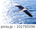 輝く海とカモメ 102785096